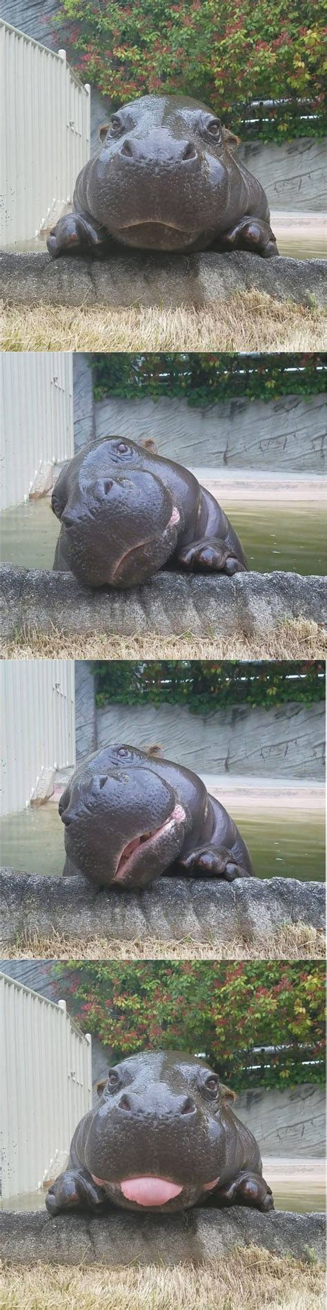 This Danger Water Potato Is Very Cute 9gag