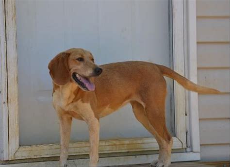 Redbone Coonhound Beagle Mix F Spayed Named Daphne In Tuscaloosa Al