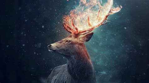 1366x768 The Deer 1366x768 Resolution Hd 4k Wallpapers Images