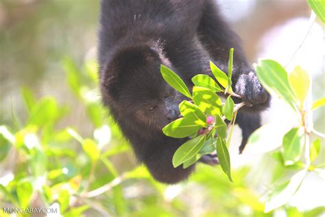 Young Black Howler Monkey Alouatta Pigra Eating Berries