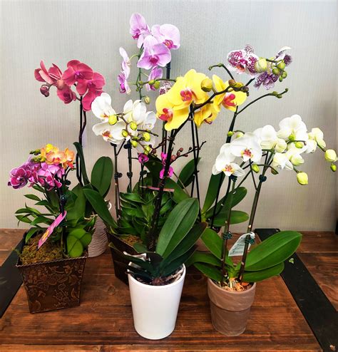Orchid Phalaenopsis By Boulder Gardens Florist