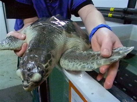 National Aquarium Rehabilitates Stranded Sea Turtles Video Wtop News