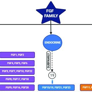 Schematic Diagram Representing Different Members Of The Fibroblastic