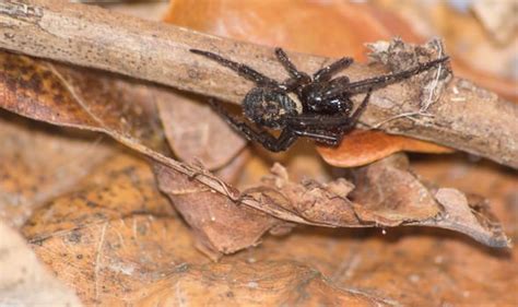 Most spiders are harmless and will bite only if they feel threatened. How to spot false widow spiders: What to do if the False ...