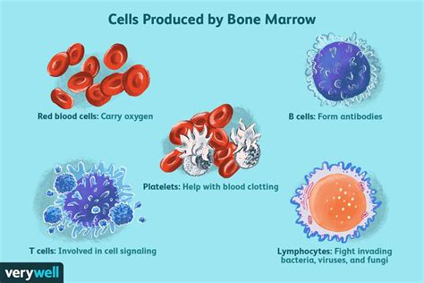 What Is Bone Marrow