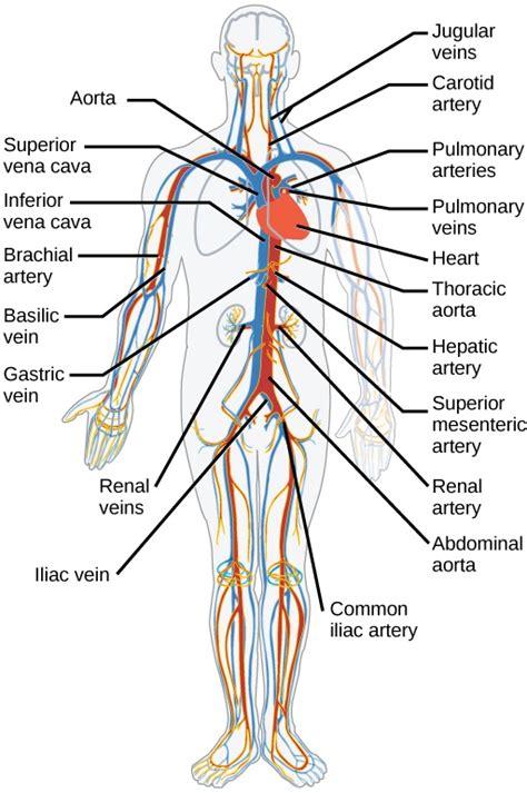This is an online quiz called major arteries and veins. What are main parts of the circulatory system and their ...