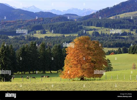 Germany Bavaria Allgäu Autumn Booking Mountain Maple Tree