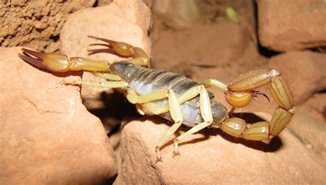 Are there scorpions in colorado. Scorpion in Grand Canyon : Photos, Diagrams & Topos ...