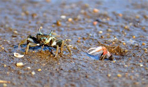 Fiddler Crabs Call Each Others Bluff During Fights Asian Scientist