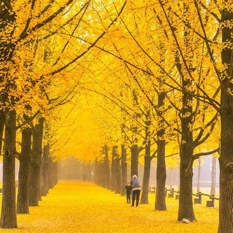 7 Tempat Terbaik Di Korea Untuk Menikmati Indahnya Musim Gugur