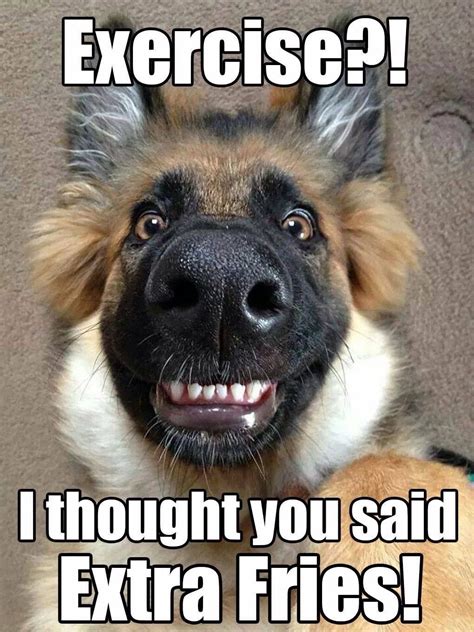 Dog Jokes Funny Dog Memes Memes Humor Funny Dogs Cute Dogs Funny