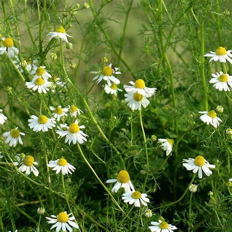 Echte Kamille Matricaria chamomilla Asteraceae Naturkräutergarten