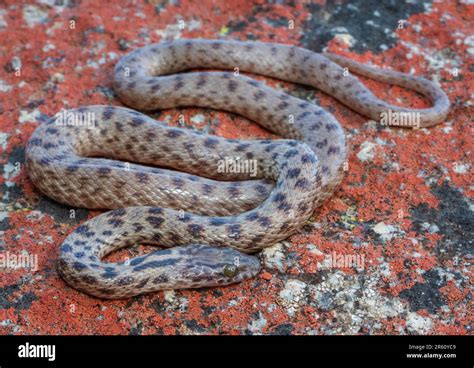 A Closeup Of A Spotted Rock Snake Lamprophis Guttatus From Southern