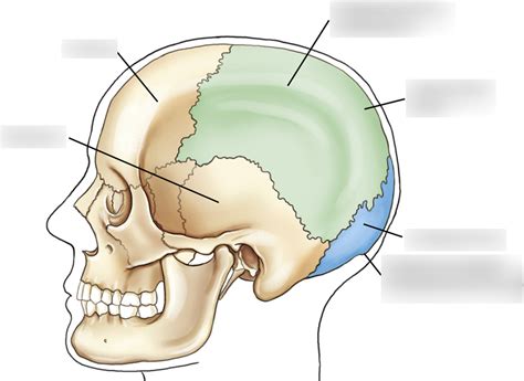 Parietal And Occipital Bones Lateral View Diagram Quizlet