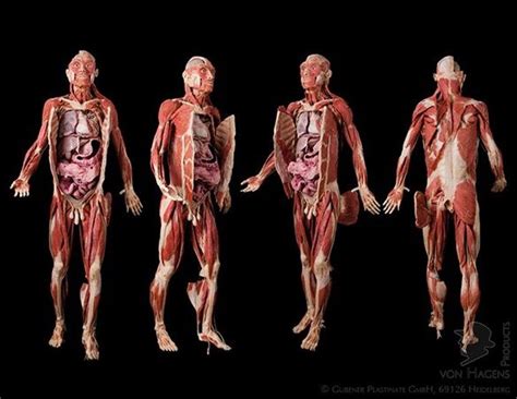 Full Plastinated Human Body The Body Exhibit Came To The St Louis