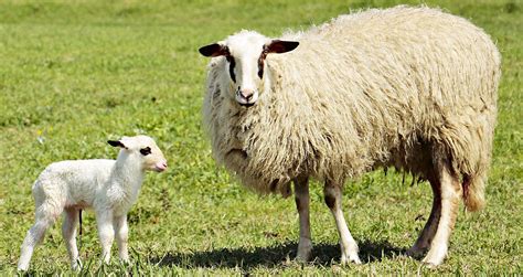 How To Lamb A Ewe 7 Top Tips Vet Help Direct