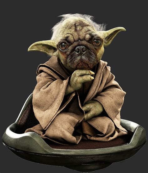 Fun May The 4th Fact Pug Yoda Uses Force Nap He Curls
