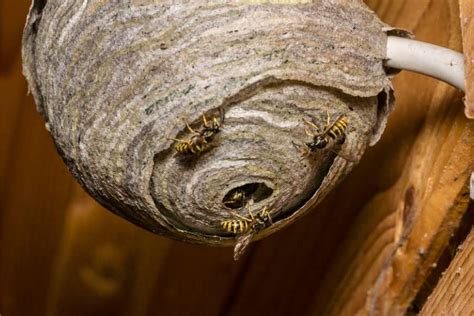 Signs Of A Wasp Nest And What You Should Do Confirm A Kill