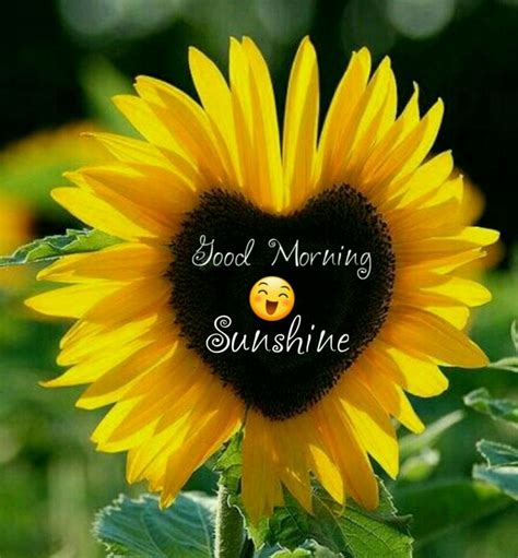Sunshine Sunflower Pictures Good Morning Greetings Good Morning My