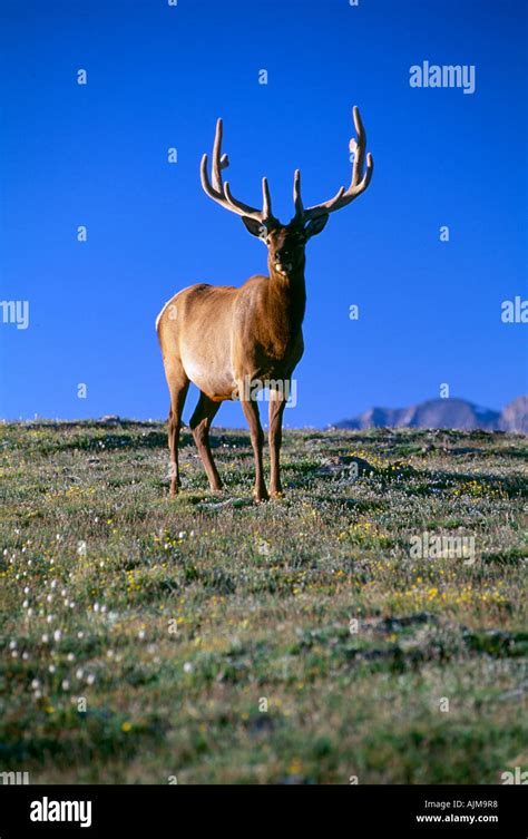 Bull American Elk Cervus Elaphus Standing On The Tundra Rocky Mtn Nat L