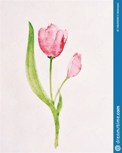 Watercolor Painting Of Red Tulip Flower On White Stock Image Image Of