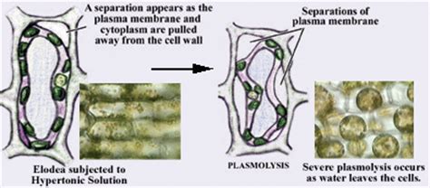 When a plant cell is kept in hypertonic solution, plant cell loses water and therefore the plant cell gets shrinked. Transport Videos