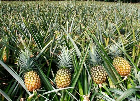 A Great Perennial How To Simply Propagate Pineapple Our Permaculture