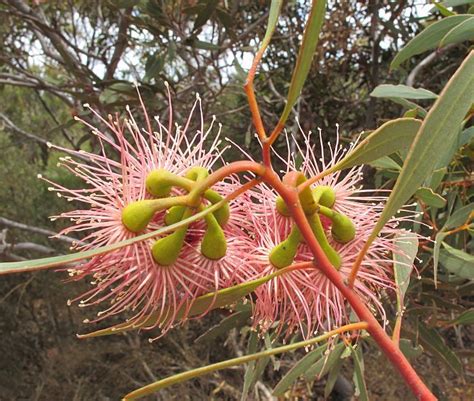 Maybe you would like to learn more about one of these? Pin on Australian plants, flowers, butterflies, moths