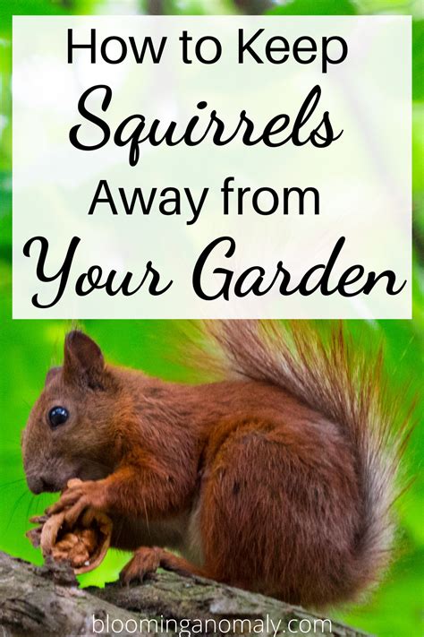 Actionable Ways To Keep Squirrels Out Of Your Garden Artofit