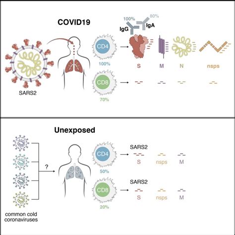 Good News For Covid 19 Vaccine Immune System Shows Robust Response To