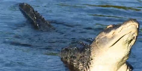 caught on camera gator mating season means people should be extra vigilant