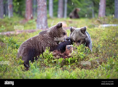 Closeup Of Grizzly Bears Mating In A Forest In The Daylight In Finland