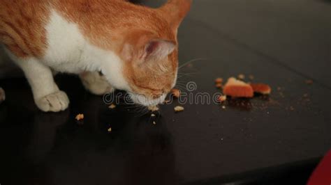 red and white cat eats from a floor of rusk food stock video video of hand closeup 183246093