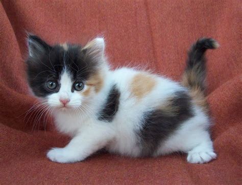 Calico Kitten Baby Cats Pretty