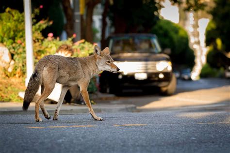 Coyotes typically hunt small mammals such as mice, voles and rabbits. Coyote Sightings - Report to CCPD | Culver City Crossroads