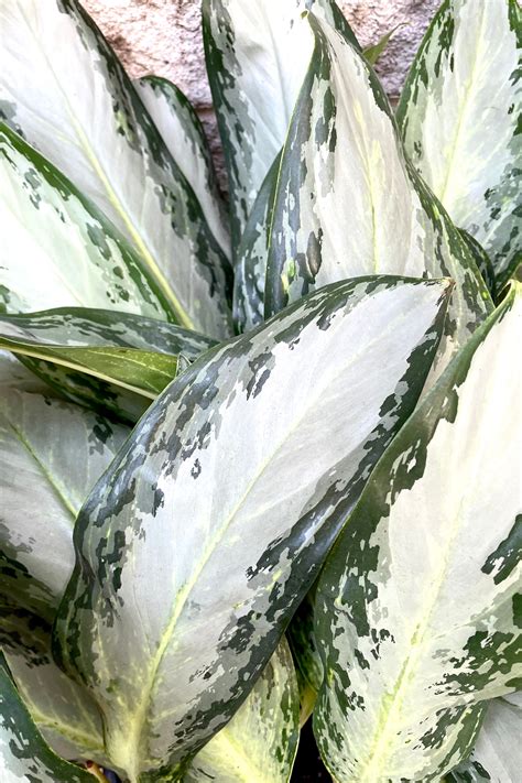 Aglaonema Golden Bay 14 Sprout Home