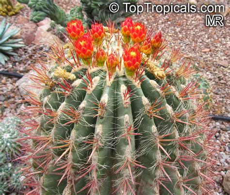 Below are 45 working coupons for cactus jack discount code from reliable websites that we have updated for users to get maximum savings. Ferocactus sp., Barrel Cactus - TopTropicals.com
