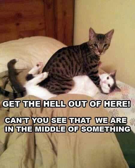 Grab Hold Of The Prodigious Funny Cat Pictures With Captions