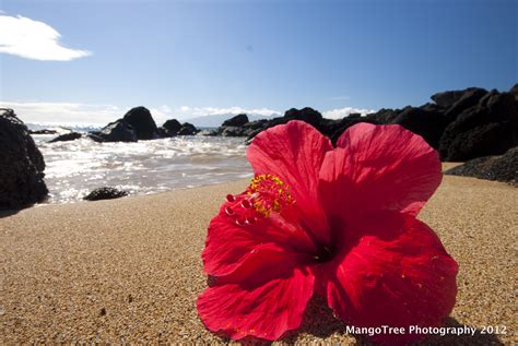 Pin By Mangotree Photography On Maui Hibiscus Best Flower Pictures