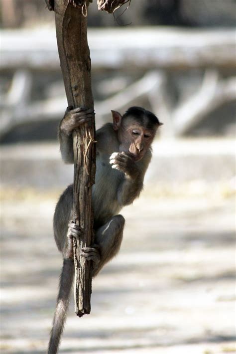 Free Photo Monkey Hanging From Branch