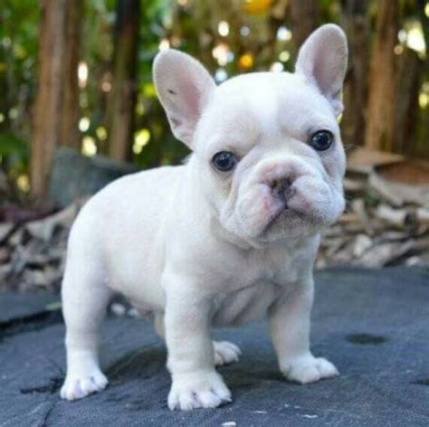 But it's not just the cuteness of this. French bulldog puppies for sale - Eureka Springs - Animal, Pet