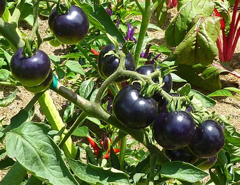 Black Tomatoes May Look Strange But Are Excellent For Your Health