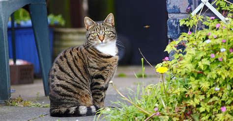 12 Ways To Keep Your Outdoor Cat Safe Curejoy