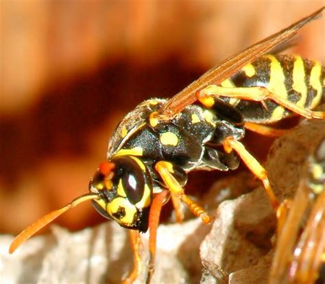 Wasps Hornets And Bees Are One Annoying Pest But We Can