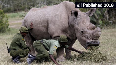 Sudan The Last Male Northern White Rhino Dies In Kenya The New York