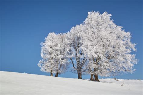 Snowy Winter Landscape In Black Forest Stock Photo Royalty Free