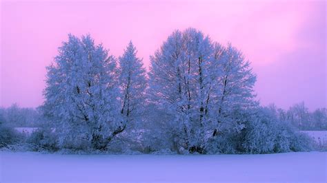 Pink Snow Covered Tree With Pink Sunset During Winter 4k Hd Pink Wallpapers Hd Wallpapers Id