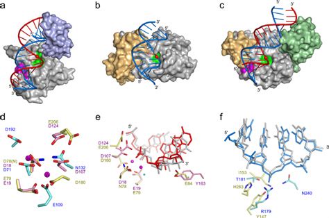 Comparison Of Rnase H With Type And Rnases H A C Surface Download Scientific