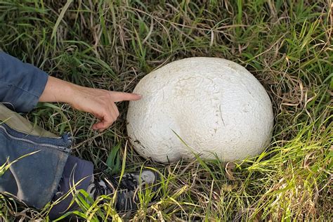 Where To Find Giant Puffball Mushrooms All Mushroom Info