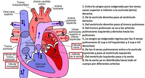 Anatomia Del Sistema Circulatorio Anatomia Cardiaca Anatomia Y Images